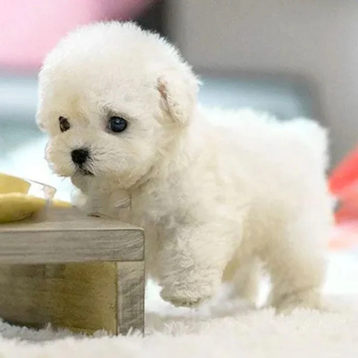 Interactive Robotic Puppy Toy Dog Walks Sits and Barks