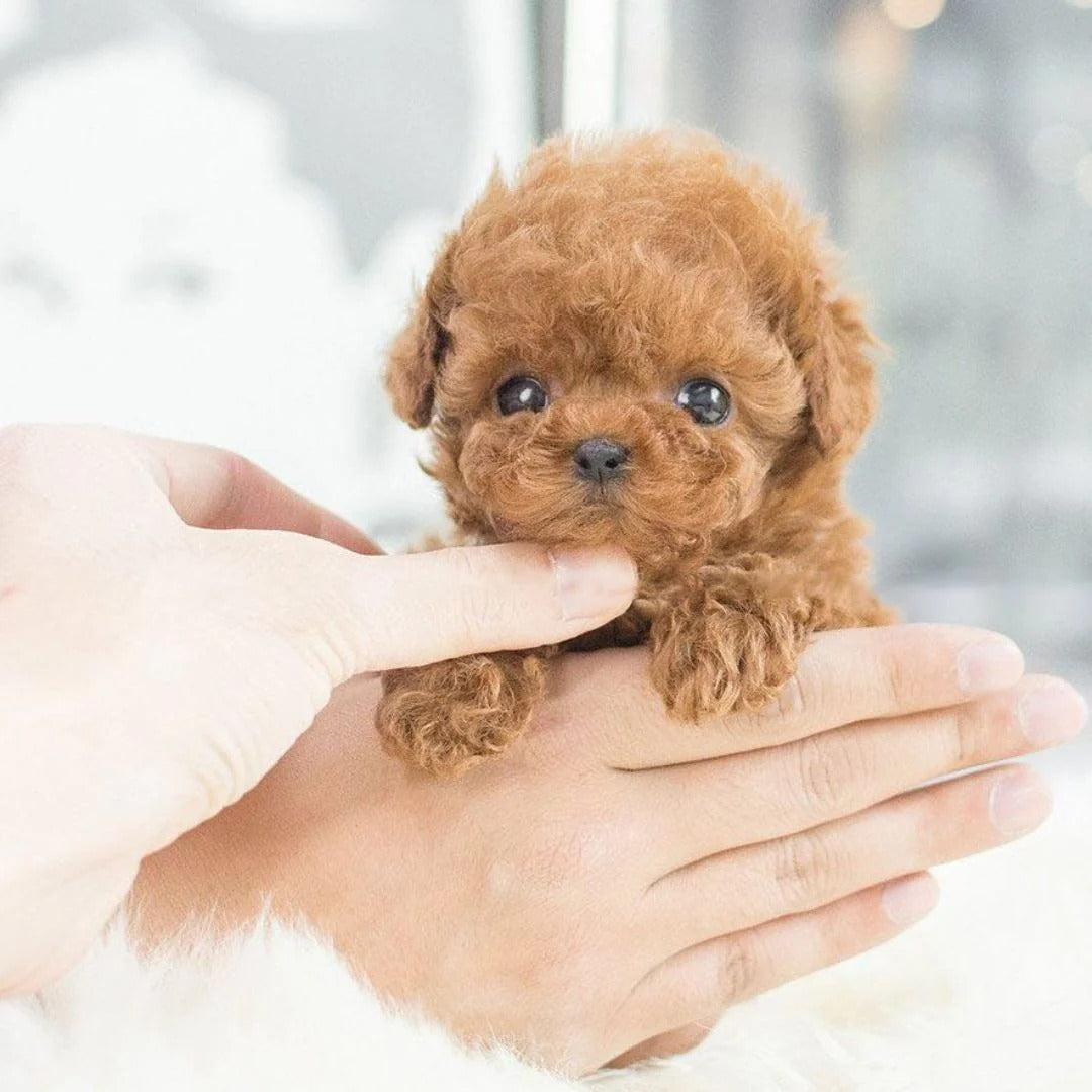 Battery Operated Lifelike Puppy Robot Toy